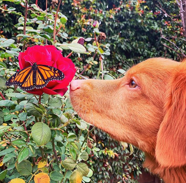 milo with butterfly