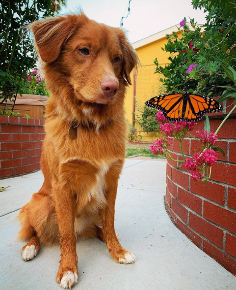 milo with butterfly