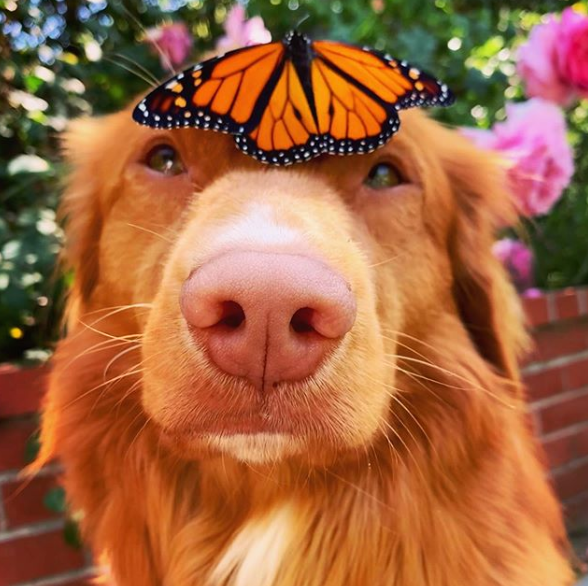 milo with butterfly