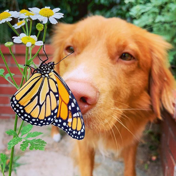 milo with butterfly