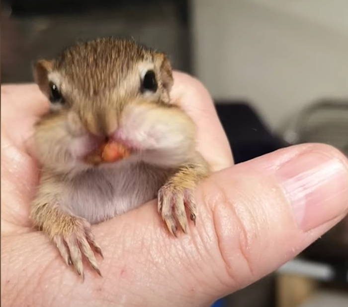 Baby Chipmunk