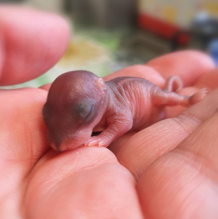 Baby Chipmunk