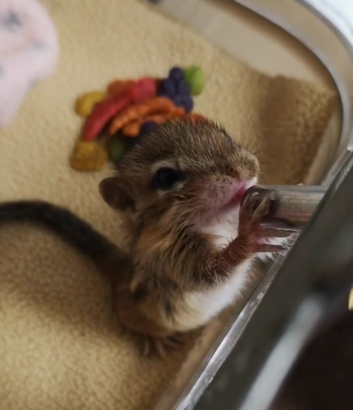 Baby Chipmunk