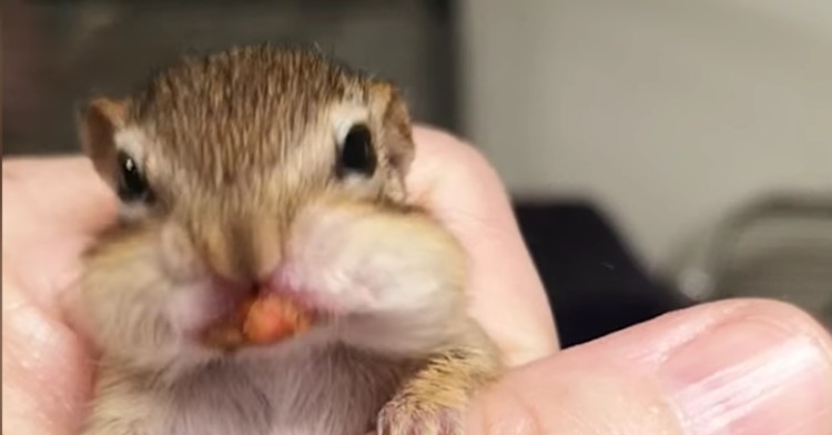 Baby Chipmunk