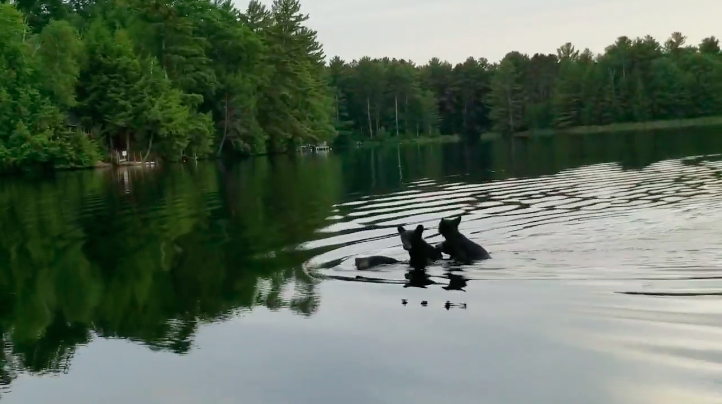 bears swimming