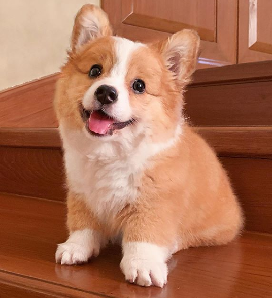 baby the corgi