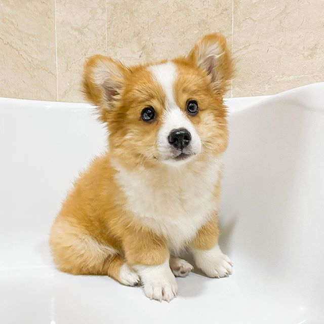 baby the corgi