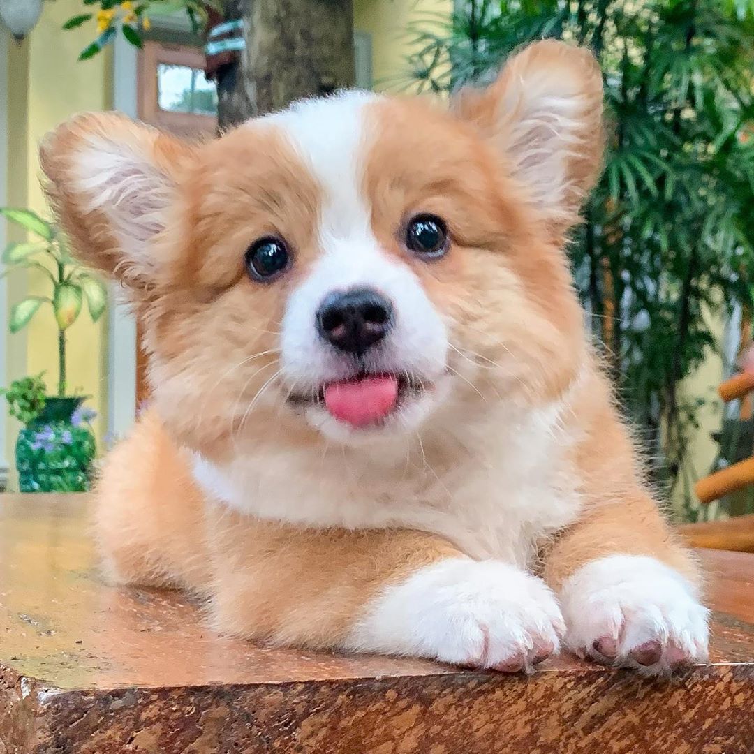 baby the corgi