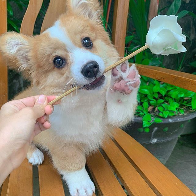 baby the corgi