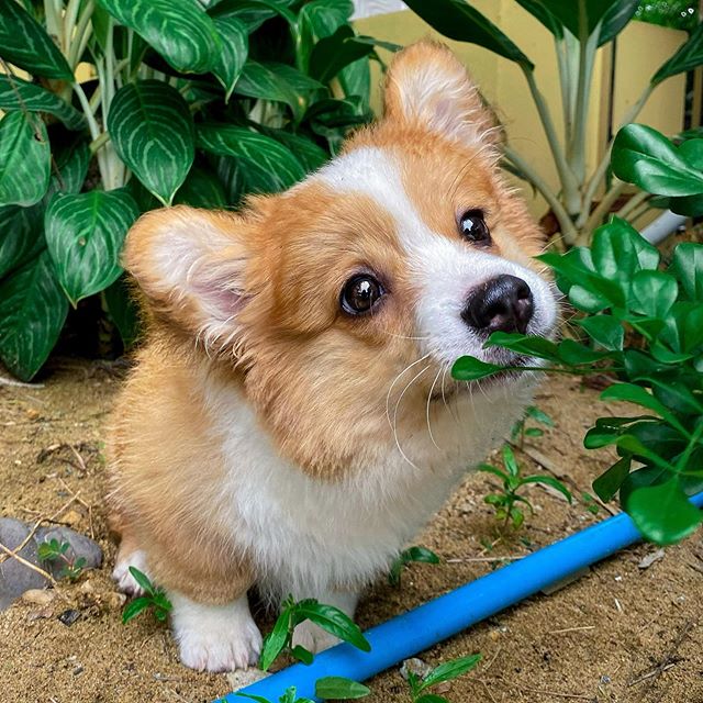 baby the corgi