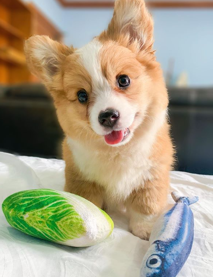 baby the corgi