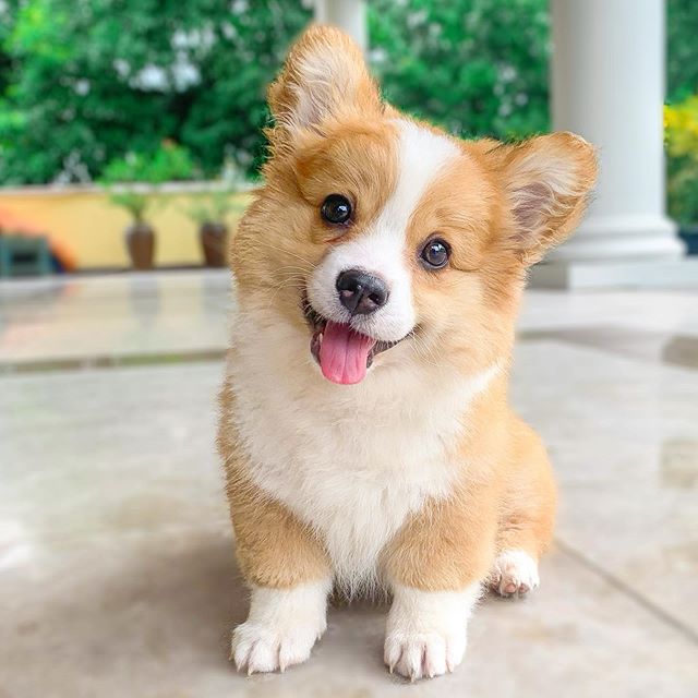 baby the corgi