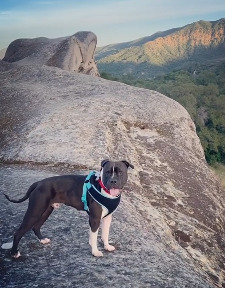 bubby in national park