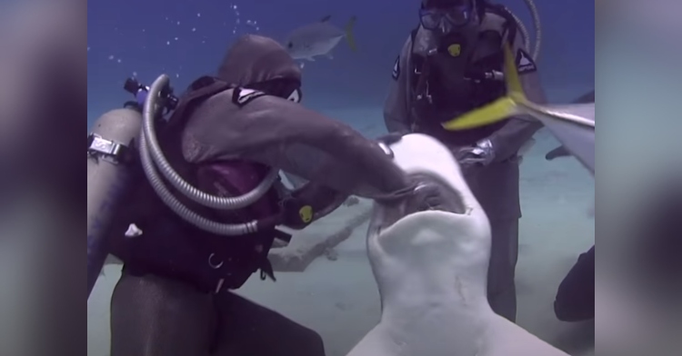 Watch amazing moment 'shark whisperer' Cristina Zenatothe puts hand inside  shark's mouth