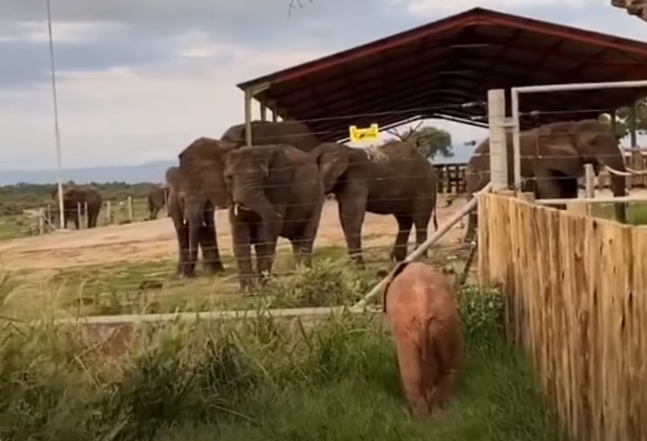 khanyisa greets elephants