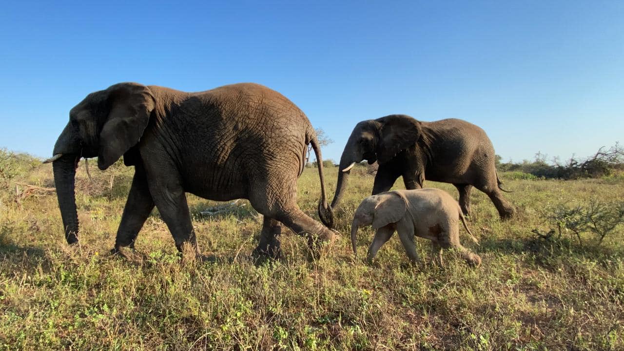 khanyisa with herd