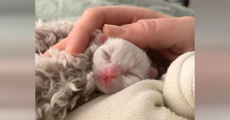 Preemie kittens cheap