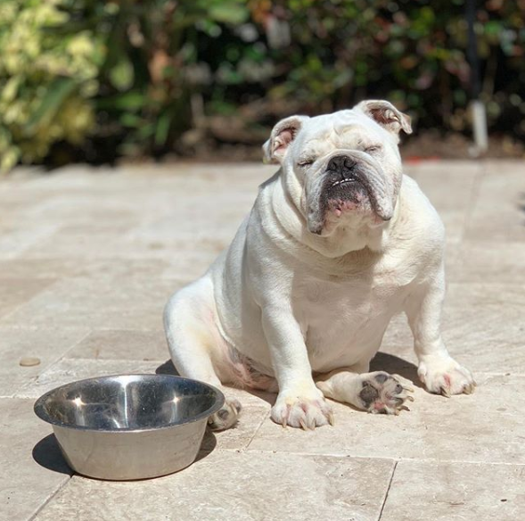 theo with bowl