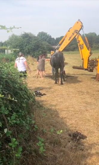 horse with crane