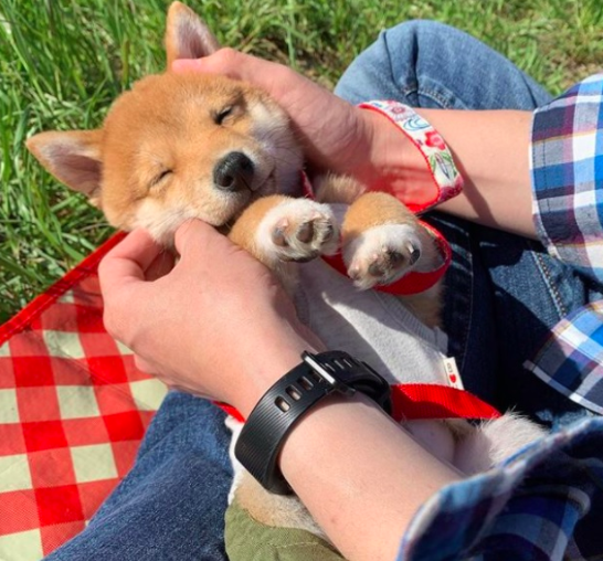 uni shiba inu