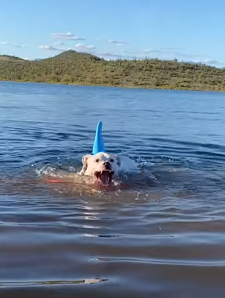 daenerys swimming