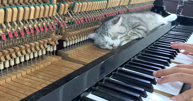 Meet Haburu, An "Extremely Lazy" Cat Who Loves Getting Massages From Piano  Keys. – InspireMore