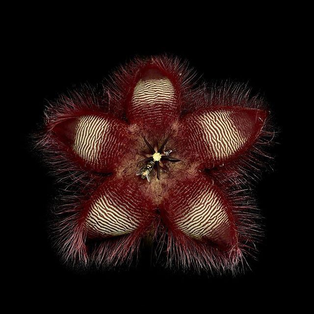 Stapelia hirsuta