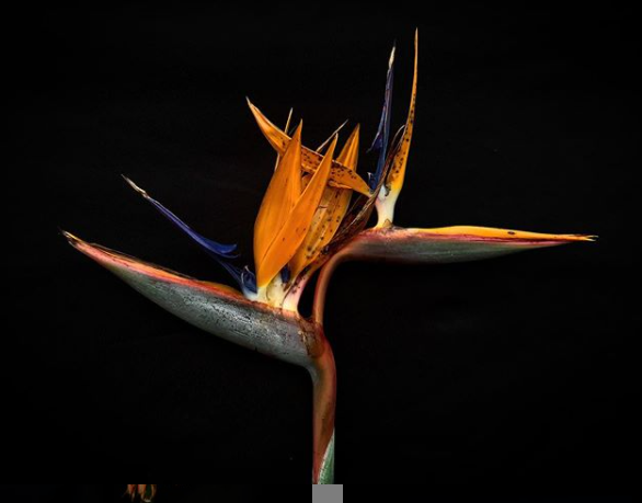 Strelitzia reginae