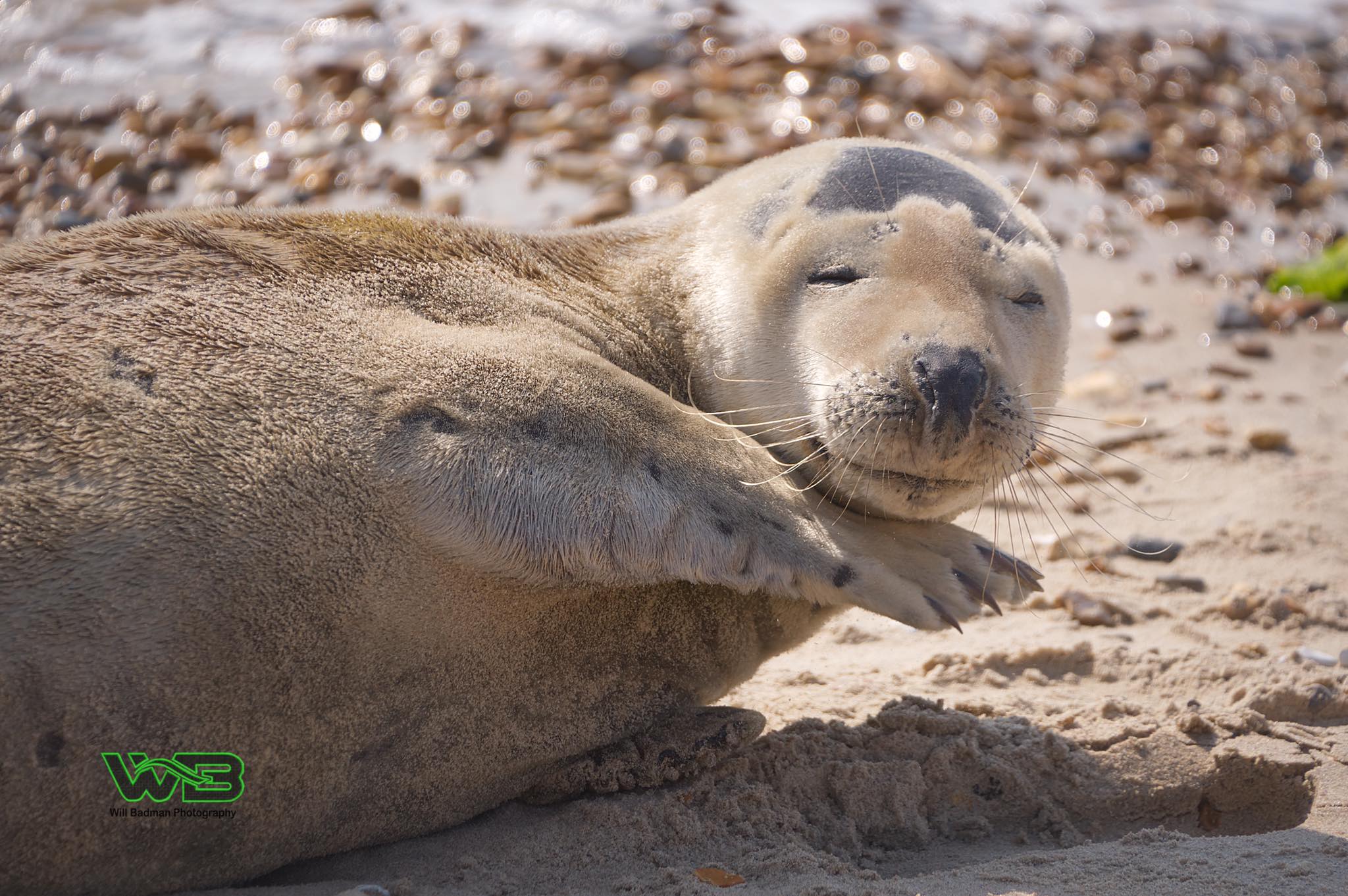 sammy the seal