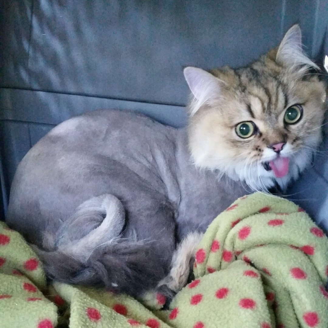 shaved cat