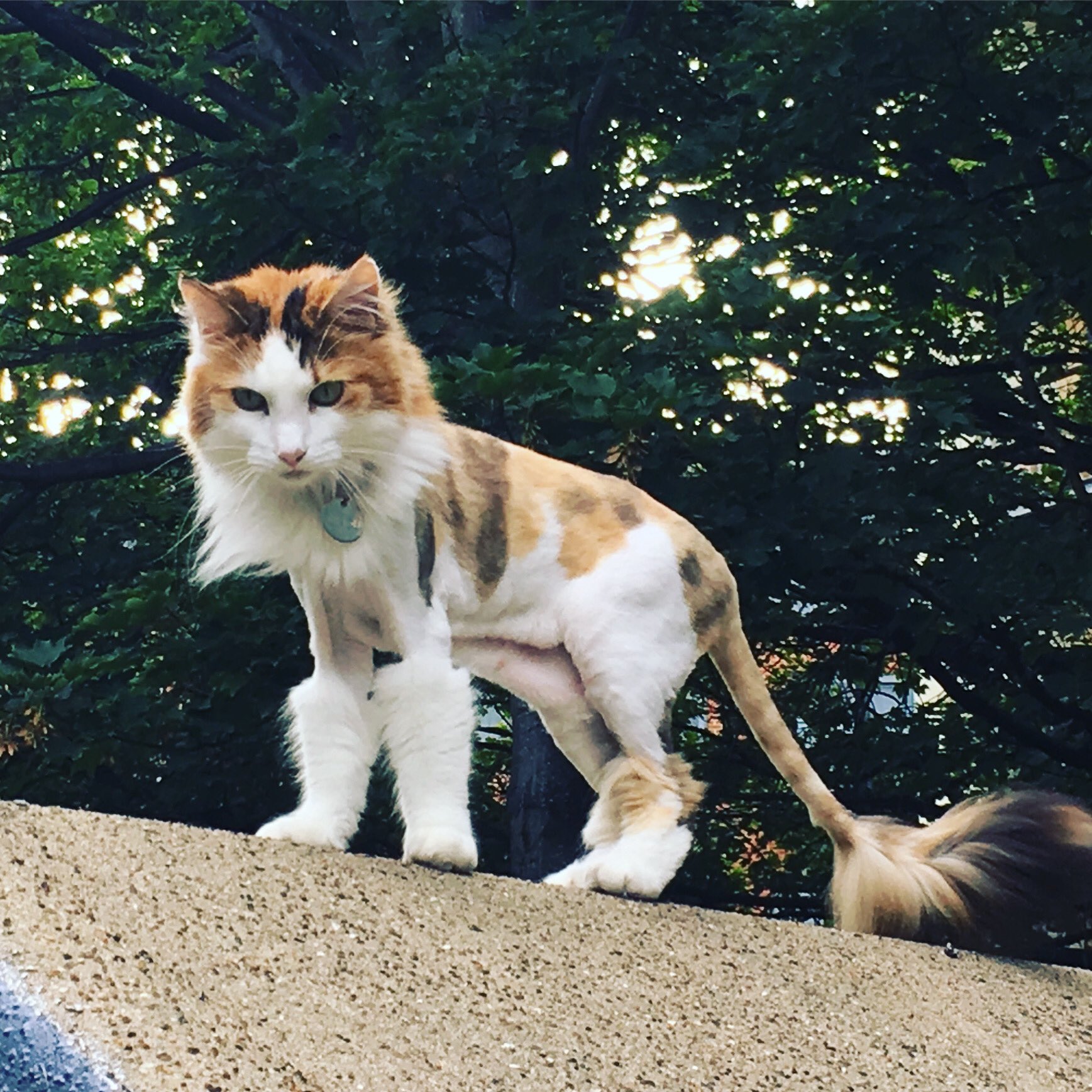 shaved cat