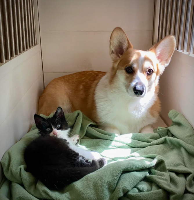 rescue cat with dog