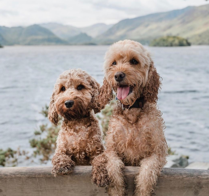 canine cottage