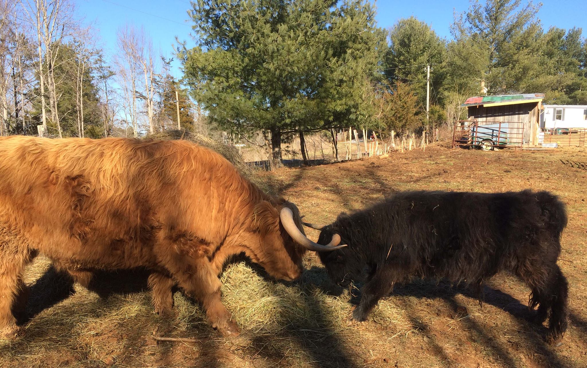 Farmer Best Friends With 2 Massive Cows And They Love Cuddling