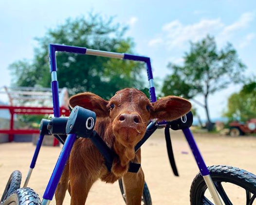 ruby sue wheelchair