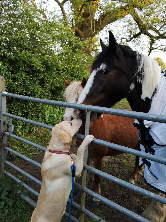 dog and horses