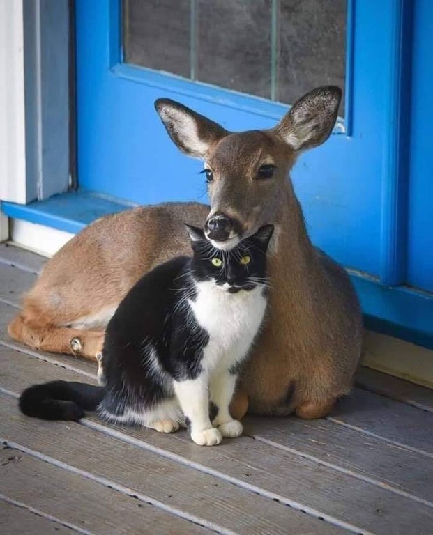 cat and deer