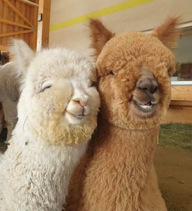 alpaca bffs