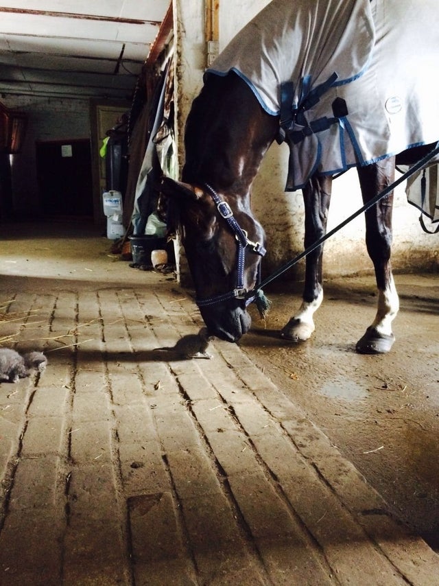 horse and kitten