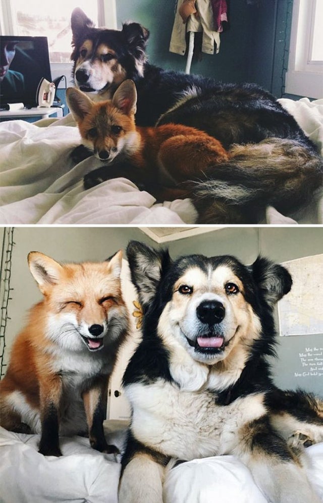 fox and dog