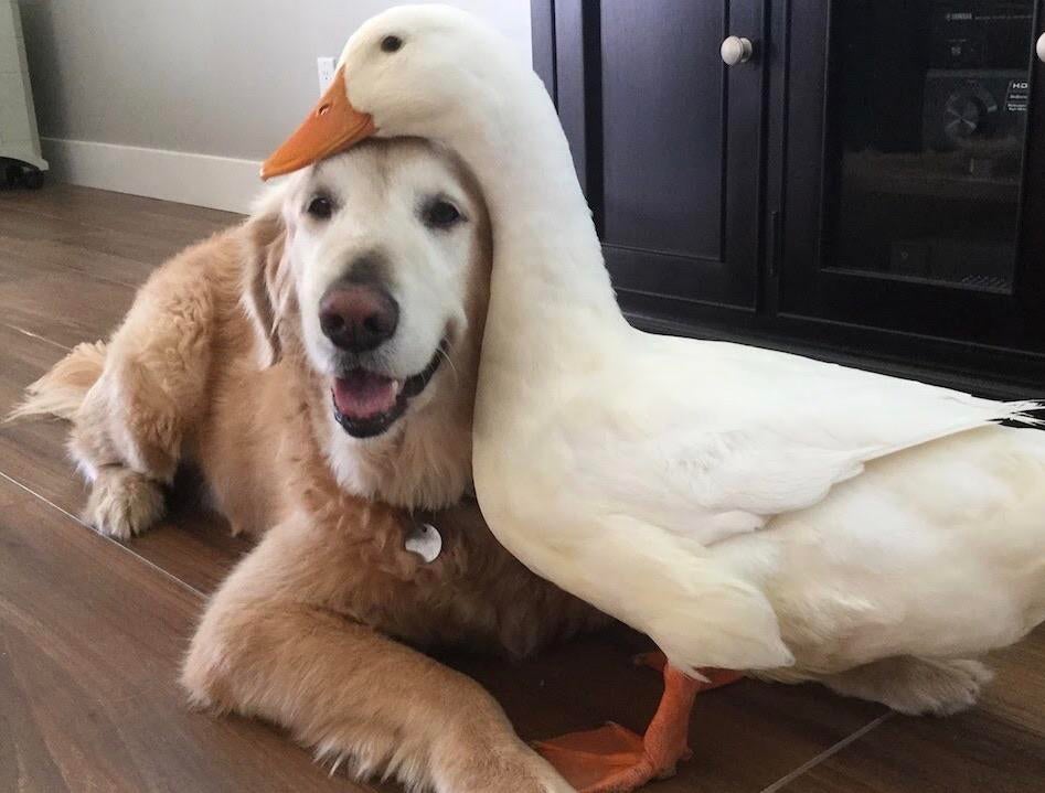 dog and duck