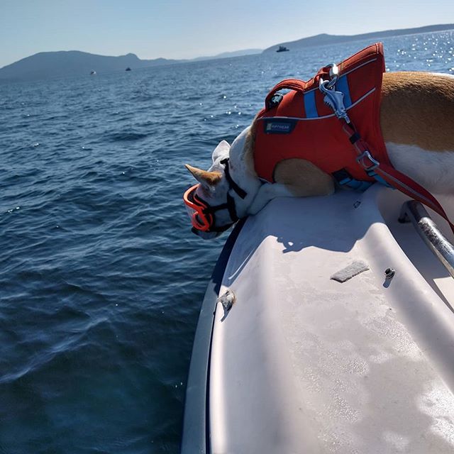 eba sniffs ocean