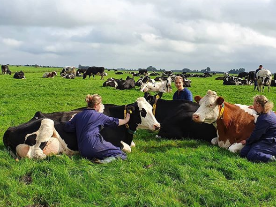 cow hugging