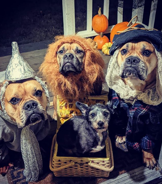the rescued boys halloween