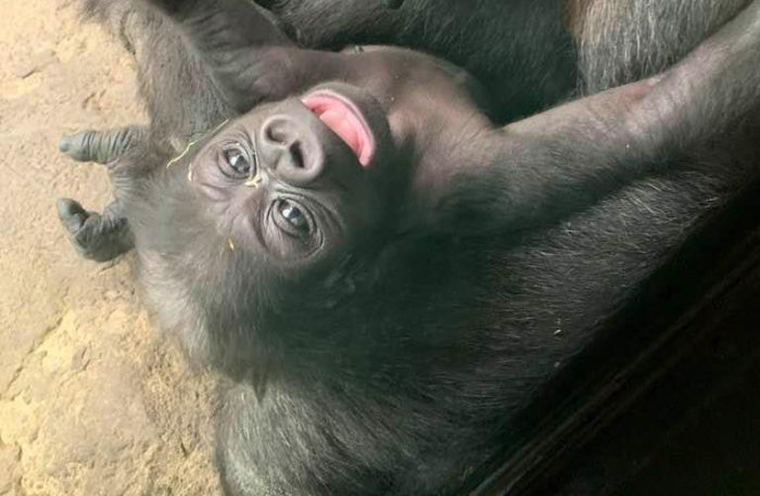 Baby Gorilla