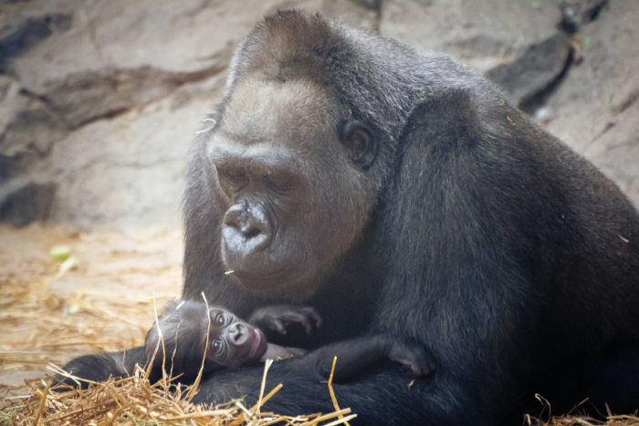 Baby Gorilla