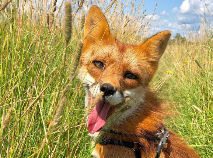 Woody the Fox