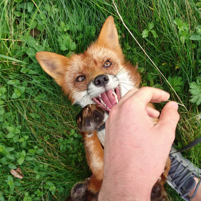 Woody the Fox