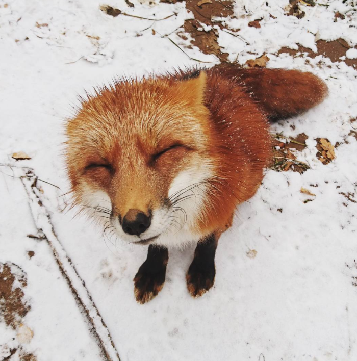 Woody the Fox