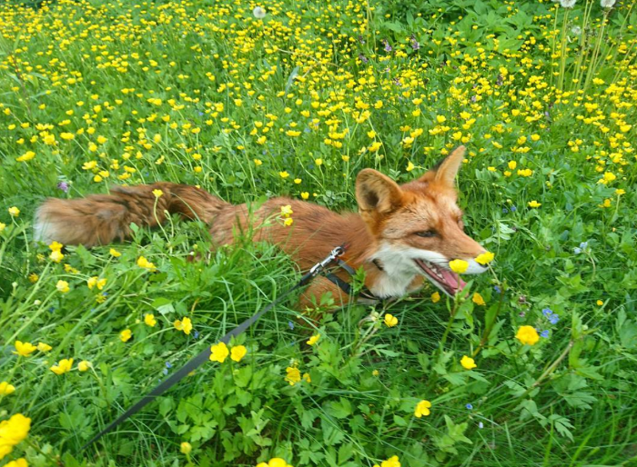 Woody the Fox